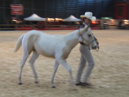 le poulain